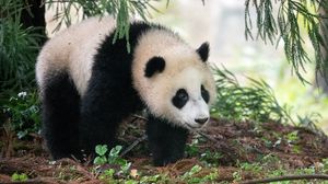 Preview wallpaper panda, animal, furry, leaves, plants