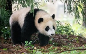 Preview wallpaper panda, animal, furry, leaves, plants