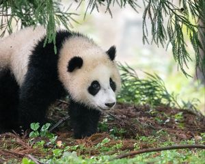Preview wallpaper panda, animal, furry, leaves, plants