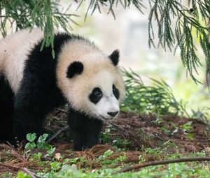 Preview wallpaper panda, animal, furry, leaves, plants