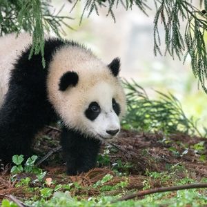 Preview wallpaper panda, animal, furry, leaves, plants