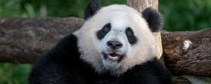 Preview wallpaper panda, animal, furry