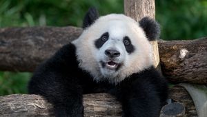 Preview wallpaper panda, animal, furry