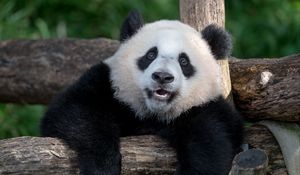 Preview wallpaper panda, animal, furry