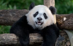 Preview wallpaper panda, animal, furry