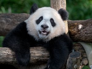 Preview wallpaper panda, animal, furry