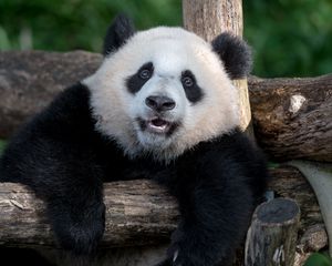 Preview wallpaper panda, animal, furry