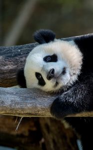 Preview wallpaper panda, animal, furry, logs