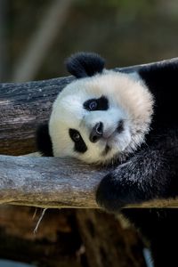 Preview wallpaper panda, animal, furry, logs