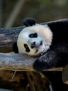 Preview wallpaper panda, animal, furry, logs