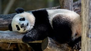 Preview wallpaper panda, animal, furry, logs