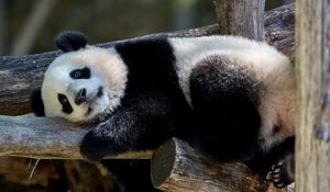 Preview wallpaper panda, animal, furry, logs