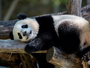 Preview wallpaper panda, animal, furry, logs