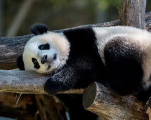 Preview wallpaper panda, animal, furry, logs