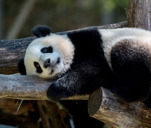 Preview wallpaper panda, animal, furry, logs