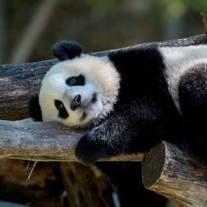Preview wallpaper panda, animal, furry, logs