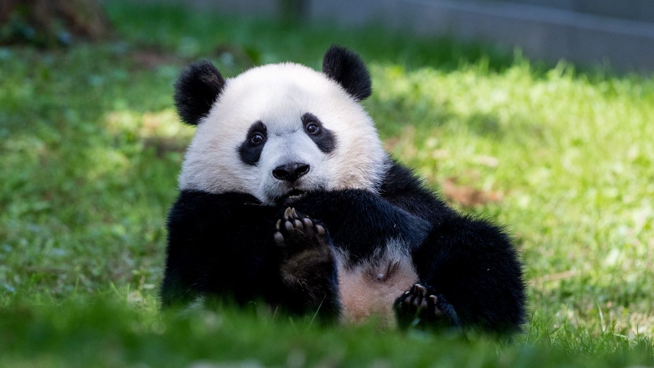 Wallpaper panda, animal, furry, cute, grass