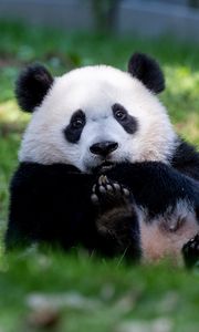 Preview wallpaper panda, animal, furry, cute, grass