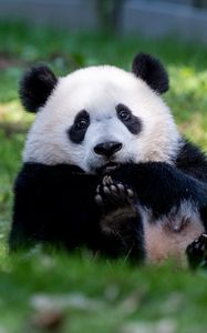 Preview wallpaper panda, animal, furry, cute, grass