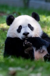 Preview wallpaper panda, animal, furry, cute, grass