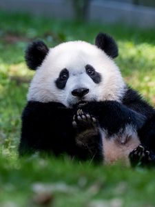 Preview wallpaper panda, animal, furry, cute, grass