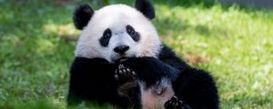 Preview wallpaper panda, animal, furry, cute, grass