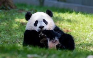 Preview wallpaper panda, animal, furry, cute, grass