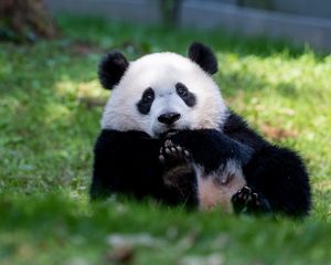 Preview wallpaper panda, animal, furry, cute, grass