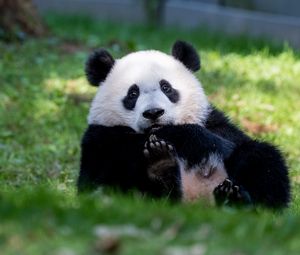 Preview wallpaper panda, animal, furry, cute, grass