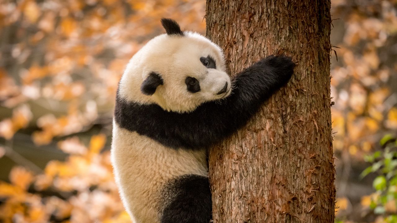 Wallpaper panda, animal, furry, tree