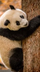 Preview wallpaper panda, animal, furry, tree