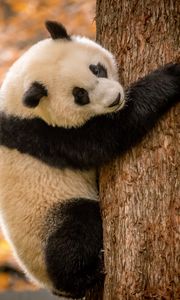 Preview wallpaper panda, animal, furry, tree