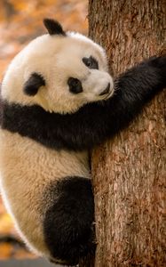 Preview wallpaper panda, animal, furry, tree