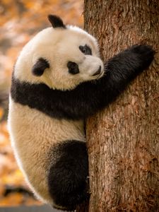 Preview wallpaper panda, animal, furry, tree