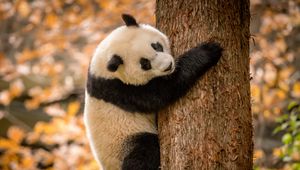 Preview wallpaper panda, animal, furry, tree