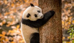 Preview wallpaper panda, animal, furry, tree