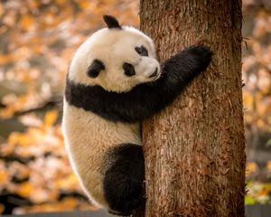 Preview wallpaper panda, animal, furry, tree