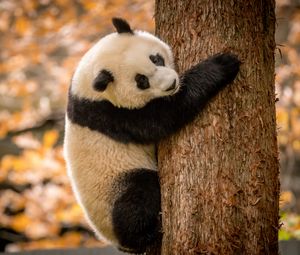 Preview wallpaper panda, animal, furry, tree