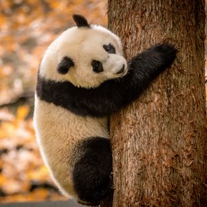 Preview wallpaper panda, animal, furry, tree