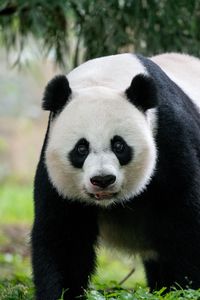 Preview wallpaper panda, animal, glance, furry