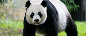Preview wallpaper panda, animal, glance, furry