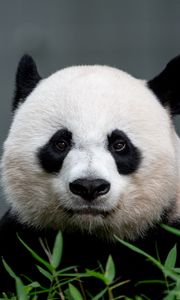 Preview wallpaper panda, animal, glance