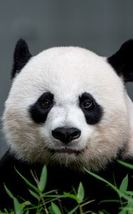 Preview wallpaper panda, animal, glance