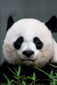 Preview wallpaper panda, animal, glance