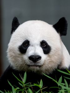 Preview wallpaper panda, animal, glance