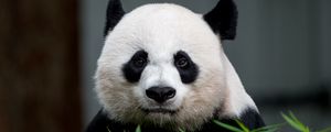 Preview wallpaper panda, animal, glance