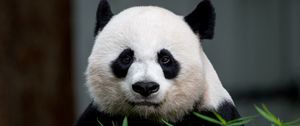 Preview wallpaper panda, animal, glance