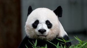 Preview wallpaper panda, animal, glance