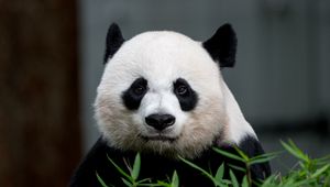 Preview wallpaper panda, animal, glance