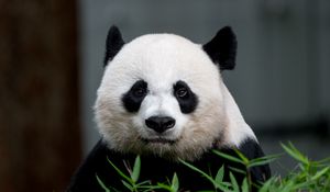 Preview wallpaper panda, animal, glance